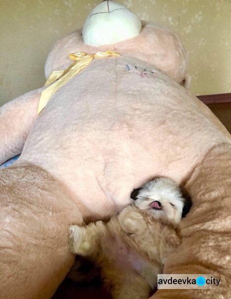 Щенок, который любит спать на спине, стал новым героем мемов (ФОТО+ВИДЕО)