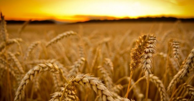 В Донецкой области полностью завершился сбор ранних зерновых