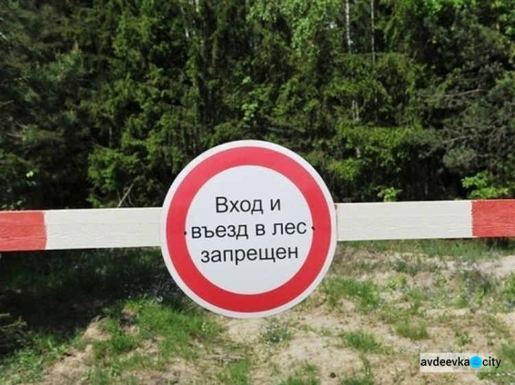 В Донецкой области запретили посещение лесов