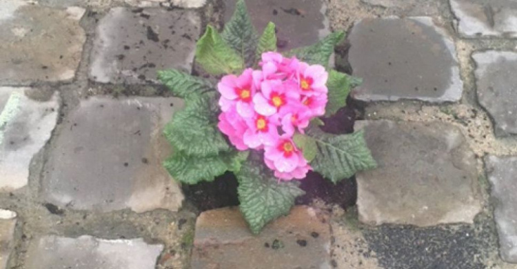 Чтобы бороться с ямами на дорогах, люди сажают в них цветы (ФОТО)