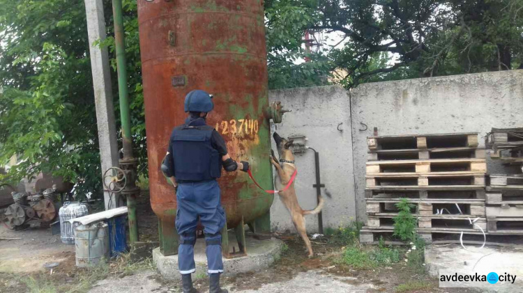 Собаки-детекторы показали "класс"  в  поиске взрывчатки в зоне АТО (ФОТО)