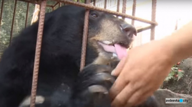 Бездомный щенок, принесенный домой, вырос и оказался медведем (ФОТО+ВИДЕО)
