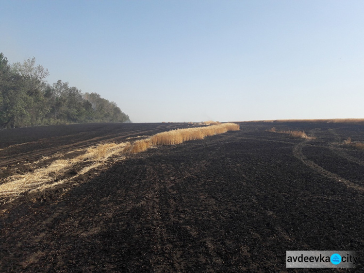 Масштабный пожар ликвидирован на пшеничном поле в Донецкой области (ФОТО)