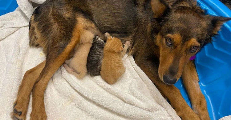 Как собака стала заботливой мамой для котят
