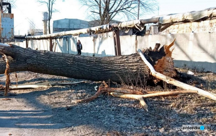 В Авдіївці впале дерево заблокувало рух транспорту