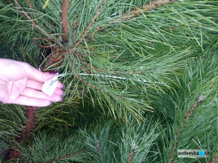 Новогодние красавицы в Авдеевке: стоимость, нюансы выбора и секреты долгой жизни деревьев (ФОТО)