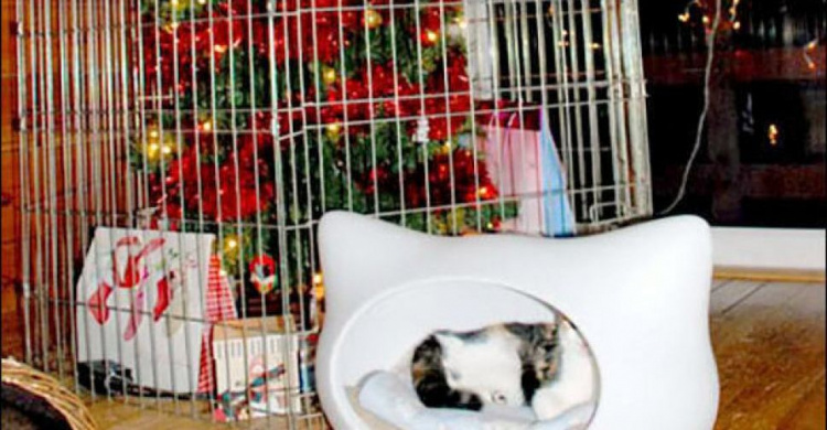 Как защитить елку от кота: самые смешные лайфхаки от пользователей сети (ФОТО)