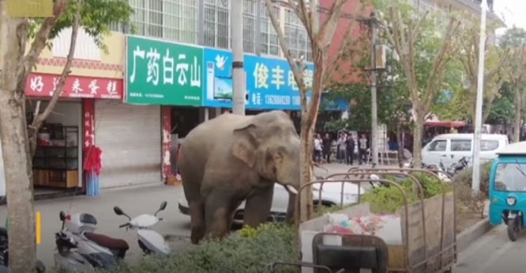 В Китае слон устроил переполох в поселке (ВИДЕО)