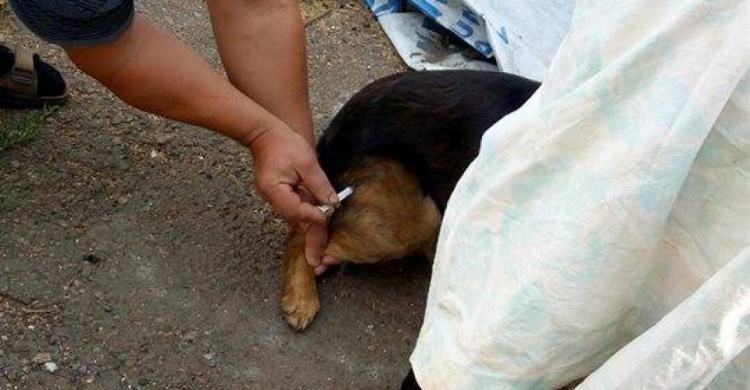 Волонтеры помогают вакцинировать животных  населению Авдеевки и соседних сел