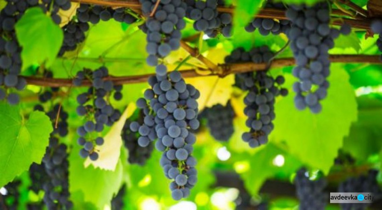 Украинские виноделы пожаловались на потерю урожая