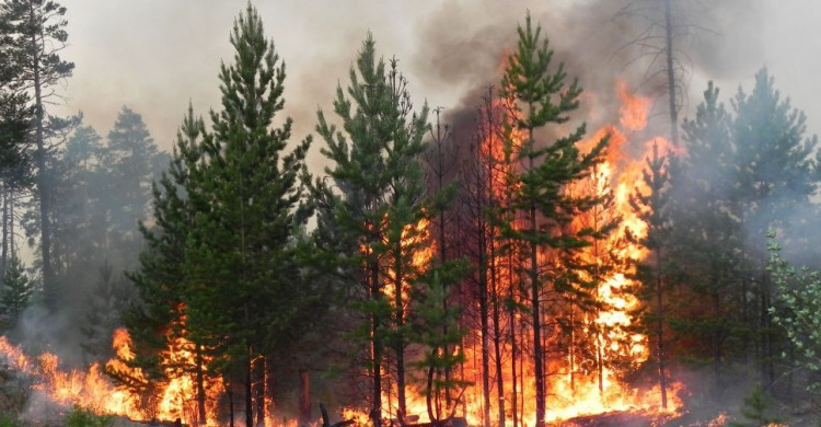 В Украине увеличили штрафы за пожары в лесах и уничтожение природы