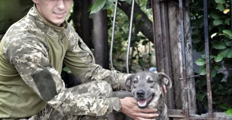 Пес по кличке Военный оберегает Авдеевку (ФОТО)