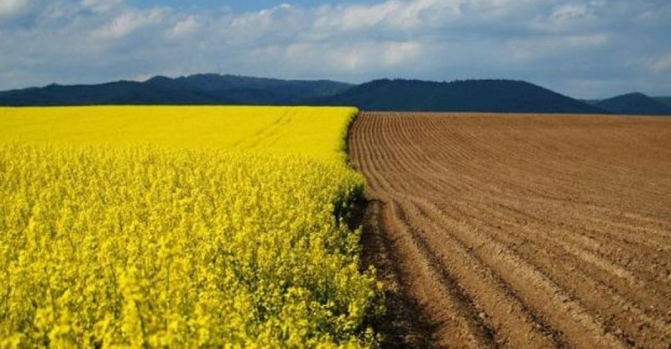Скільки коштує гектар землі у Донецькій області