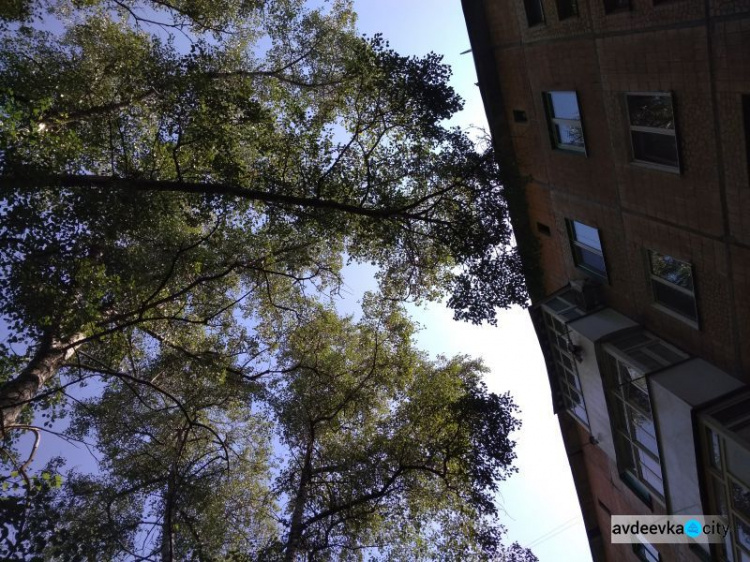 Аварийно опасные деревья в Авдеевке: что нужно для вызова коммунальщиков (ФОТО)