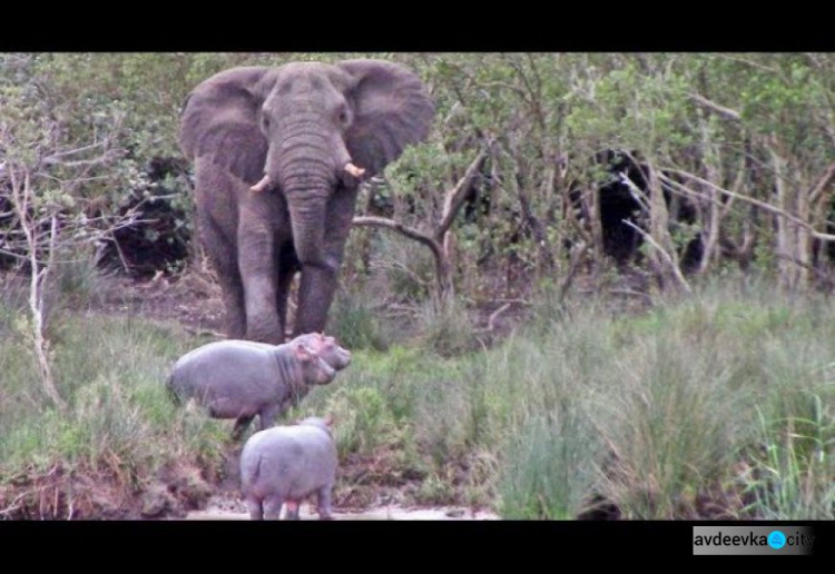 Стычку слона с бегемотами сняли на видео