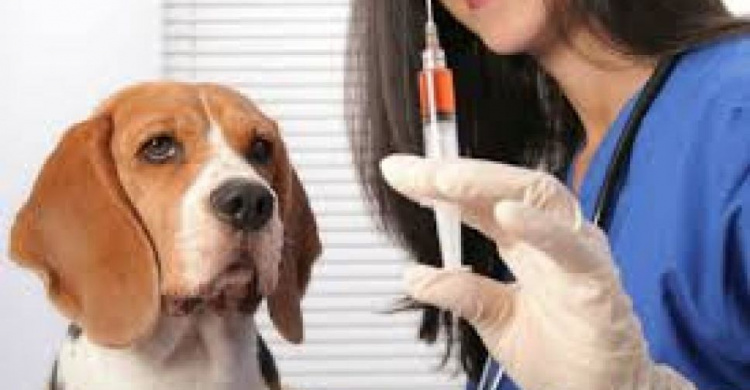 В Авдеевке проведут вакцинацию животных от бешенства