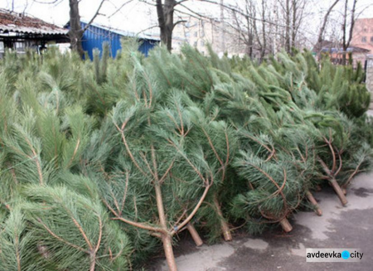 Стало известно, где в Авдеевке можно будет купить новогодние деревья