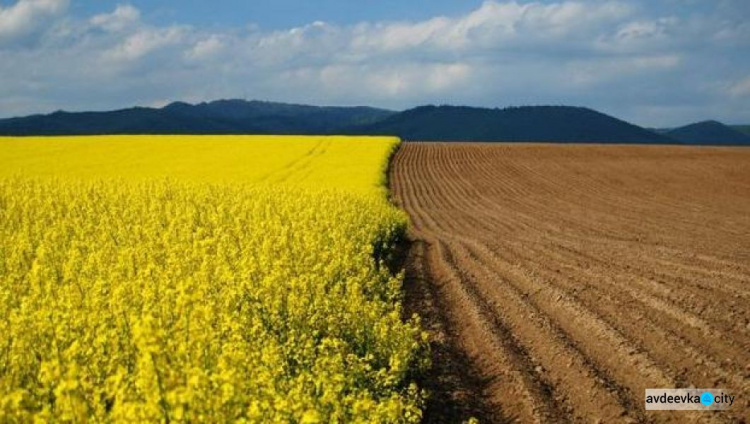 Скільки коштує гектар землі у Донецькій області