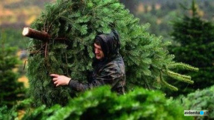 В Донецкой области стартовала операция «Новогодняя елка - 2021»
