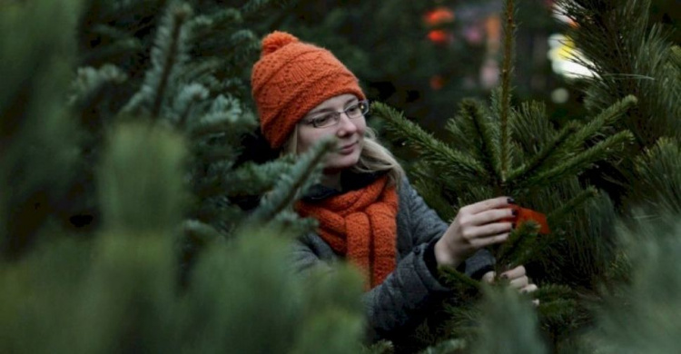 Праздник приближается: как жителям Авдеевки правильно выбрать новогоднее дерево