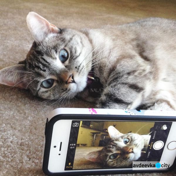 Найден самый популярный кот в Instagram (ФОТО+ВИДЕО)