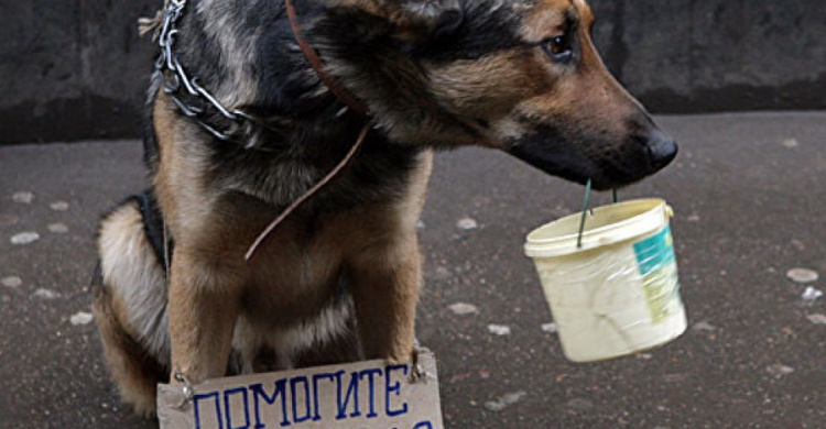 В Украине приняли важный закон о защите животных