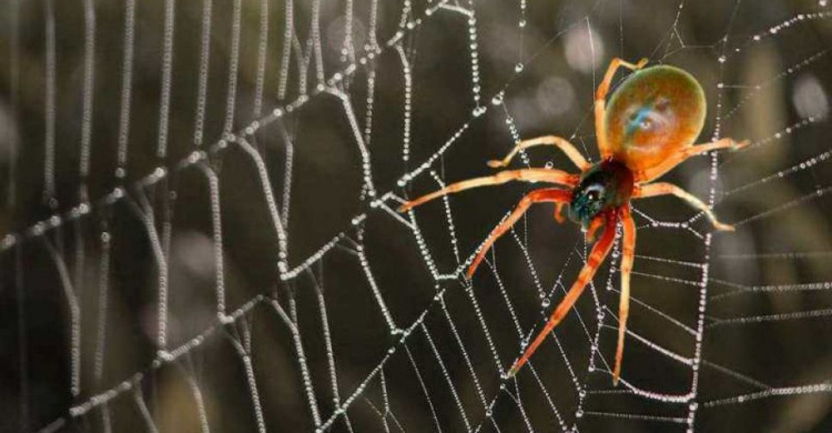 Опасны ли пауки в квартире и как от них избавиться