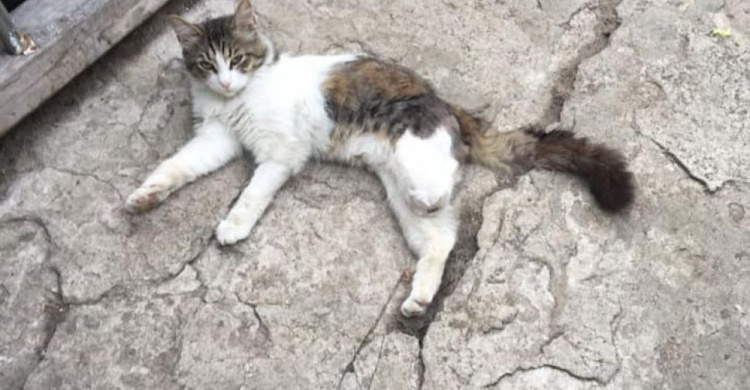 В Авдеевке ищут дом для кота-инвалида (ФОТО)