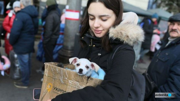 В Україні скасували спрощений режим вивезення тварин за кордон: правила