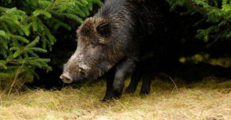 В прифронтовой зоне на Донетчине выявлен очаг африканской чумы свиней (ФОТО)