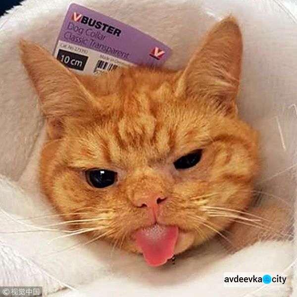 Угрюмый рыжий кот стал популярным мемом (ФОТО)