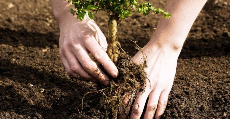 Україна встановила світовий рекорд за кількістю висаджених дерев за один день