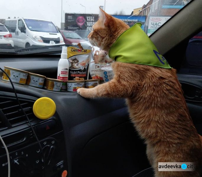 Хвостатый таксист. В харьковской службе такси  рыжий кот "возит" пассажиров (ФОТО+ВИДЕО)