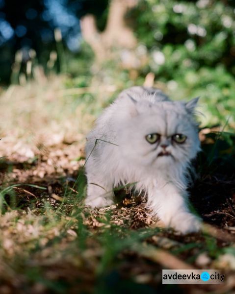 Фотографии "самого страшного" кота стали вирусными (ФОТО+ВИДЕО)