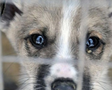 В Украине хотят усилить ответственность за жестокое обращение с животными