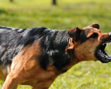Авдеевцам - владельцам опасных пород собак необходимо заключить договор ответственности за вред третьим лицам
