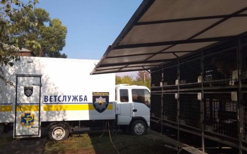 Работа зооветеринаров в Авдеевке обойдётся городскому бюджету в кругленькую сумму (ФОТО)