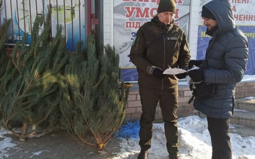 В Донецкой области экологическая инспекция начала привлекать к ответственности за незаконную торговлю елками