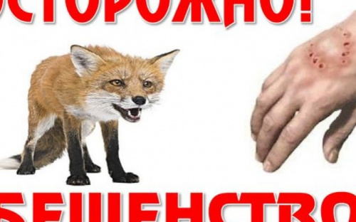 Авдеевским семьям с детьми расскажут о бешенстве животных
