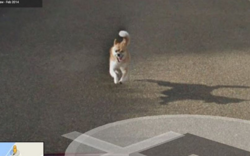 В Японии собака погналась за машиной, снимавшей панорамы для Google Street View (ФОТО)