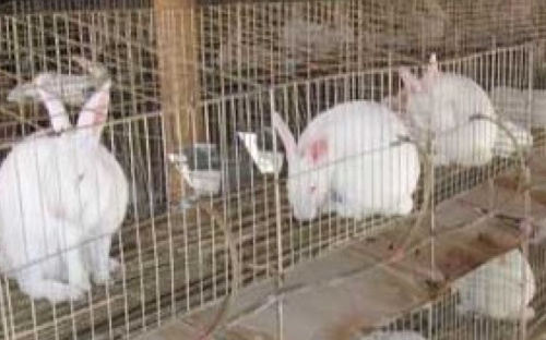 ФАО намерена к концу весны организовать поставки сельскохозресурсов в помощь жителям  Донбасса