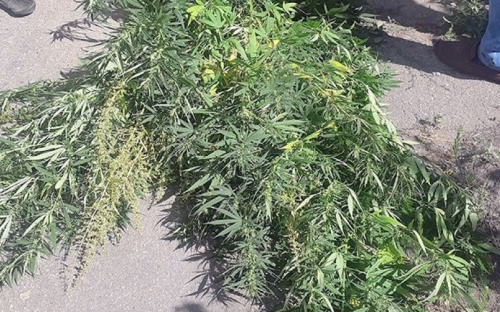 В Авдеевке полицейские ликвидировали наркотическую мини-плантацию