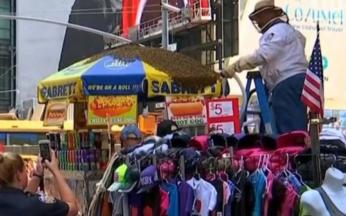 В центре Нью-Йорка рой пчел напал на палатку с хот-догами (ФОТО+ВИДЕО)
