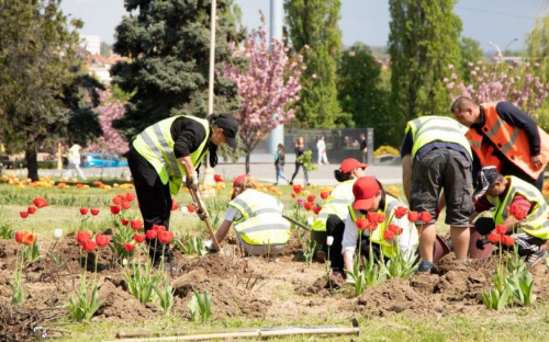 Вдячність за прихисток переселенців: Покровськ надіслав Закарпаттю 500 кущів троянд