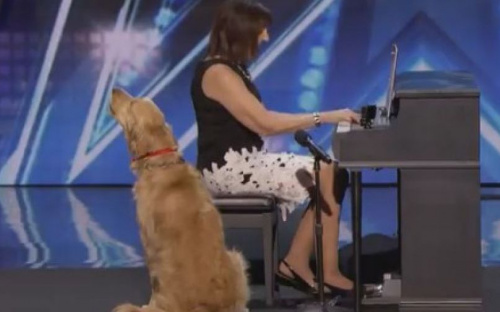 Пес спел на America’s Got Talent и прошел в следующий этап (ВИДЕО)