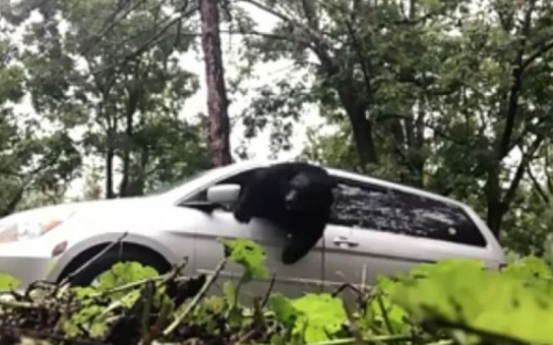 Запертый в автомобиле медведь попал на видео