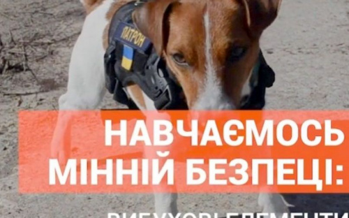 Пес Патрон став героєм відеороліка про мінну безпеку (ВІДЕО)