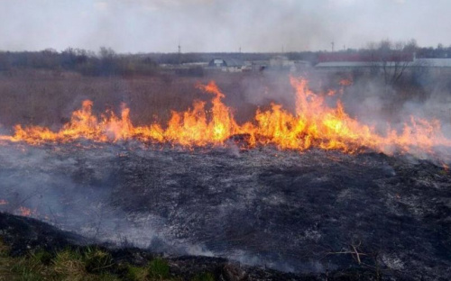 С начала года в Донецкой области произошло более 300 пожаров в природных экосистемах