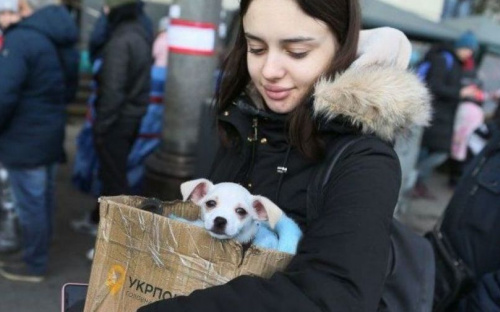 В Україні скасували спрощений режим вивезення тварин за кордон: правила