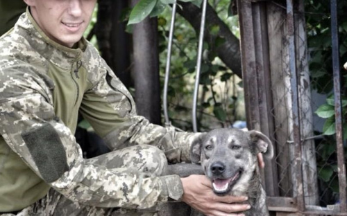 Пес по кличке Военный оберегает Авдеевку (ФОТО)